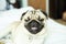 cute dog pug breed have a question and making funny face