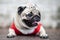 Cute dog pug breed have a question and making funny face feeling so happiness