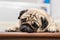 Cute dog pug breed lying and sleep on ground