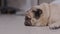 Cute dog pug breed lying and sleep on ground with funny and stressed face feeling so relax and comfortable