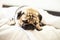 Cute dog pug breed lying on white bed in bedroom smile and making funny face