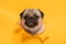 Cute dog pug breed on yellow paper hole making question face and funny face