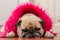 Cute dog pug with fashion pink dress wool sleep rest on mat laminate floor.