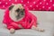Cute dog pug with fashion pink dress wool sleep rest on pad and looking to something.
