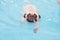 A cute dog Pug swim at a local public pool with tongue