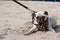 Cute dog pug wink eye fear and afraid water sea beach when people try to pull pug to play swim on sand