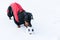 Cute dog puppy, breed dachshund black tan,in clothes playing with a ball on the snow