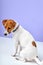 cute dog puppy jack russell terrier want to play, need attention, isolated on purple background