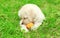 Cute dog puppy Labrador Retriever lying playing with rubber ball