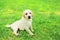 Cute dog puppy Labrador Retriever lying resting on grass