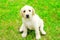 Cute dog puppy Labrador Retriever is sitting on green grass