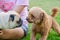 Cute dog puppy pug against Poodle on green field