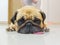 Cute dog puppy Pug sleep by chin and tongue lay down on Floor