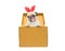 Cute dog puppy pug tongue out with gift bunny ears in a box. Funny little dog looking out of the cardboard box while isolated on