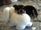 Cute dog puppy sleeping on bunny toy