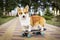 Cute dog redhead pembroke welsh corgi standing a skateboard on the street for a summer walk in the park