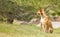 Cute dog rest on the green grass in park. Gold hair dog with happy and smiling face. Great for poster,magazine cover and online