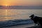 Cute Dog is Resting on a Summer Beach in the Evening at Sunset. Relaxed Dog on a Tropical Beach