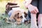 Cute dog rests next to her owner outdoors at a camping site, close-up view.