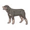 Cute dog Rottweiler breed pedigree vector illustration