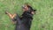 Cute dog Rottweiler sitting and lying on grass, with sunglasses. Funny humorous expression.