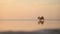 Cute dog running along sea beach during evening sunset and holding toy spbi.