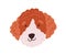 Cute dog's face. Funny head of puppy with curly fluffy hair. Canine animal's muzzle. Adorable doggy portrait. Amusing