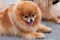Cute dog (sable Pomeranian)