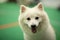Cute dog Samoyed breed looking camera and smile with happiness feeling