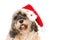 Cute dog with Santa hat