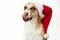 Cute dog in santa hat with adorable eyes and funny emotions, showing tongue and licking, isolated on white background. Merry