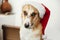Cute dog in santa hat with adorable eyes and funny emotions sitting in festive room. Merry Christmas concept. Sweet golden doggy