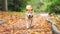 Cute dog of shiba inu breed walking at nature among yellow fallen leaves