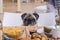 Cute dog sitting in a chair and with the head on the table looking at the camera and at the food - house and a person in the