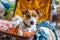 Cute dog sitting in open suitcase with clothes for vacation