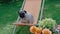 Cute dog sitting in a orange deck chair