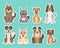 Cute dog sitting and smiling sticker collection