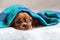 Cute dog sleepeing under the blanket