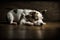 Cute dog sleeping on the floor of the house. A white Jack Russell terrier puppy sleeping on a dark warm floor