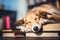 Cute dog sleeping on a stack of books, dog care routine, luxury dog life