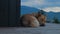 Cute dog sleeping on the wooden terrace. Red mongrel chilling out in backyard with mountains on background. Adoption