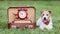 Cute dog smiling next to a vintage schoolbag, back to school or puppy training