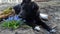 Cute dog and spring snowdrops. Funny video about pets.