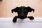 Cute dog standing in bathtub waiting to be washed