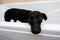 Cute dog standing in bathtub waiting to be washed