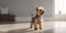 cute dog standing in minimalist living room