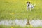 Cute dog standing over dripping wet meadow. Small jack russell terrier seven years