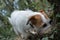 A cute dog stuck its nose and snout through a hole`s tree