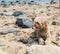 Cute Dog sunbathing on beach