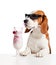 Cute dog in sunglasses drink cocktail